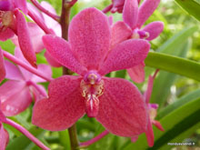 Orchidées - Malaisie